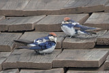 Wire-tailed Swallows