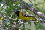 Black-headed Oriole