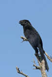 Groove-billed Ani