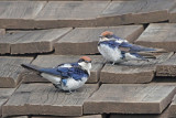 Wire-tailed Swallows