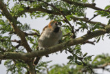 Rufous  Sparrow