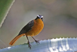 Ruppells Robin-Chat