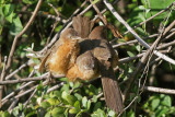 Rufous Chatterers