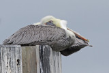 Brown Pelicans