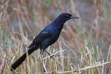 Boat-tailed Grackle