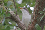 Yellow-billed Cuckoo