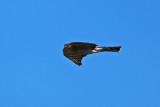 Sharp-shinned Hawk