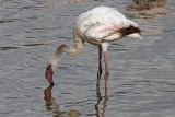 Lesser Flamingo