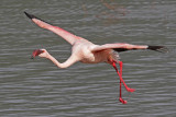 Lesser Flamingo