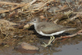 Common Sandpiper