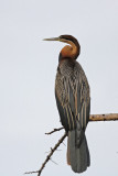 African Darter