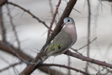 Emerald-spotted Wood Dove