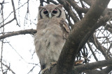 Verreauxs Eagle-Owl