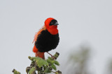 Red Bishop