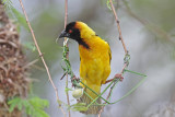 Black-headed Weaver