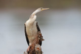 African Darter