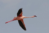 Lesser Flamingo