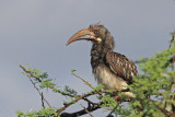 Hemprichs Hornbill