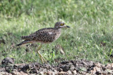 Spotted Thick-knee