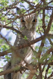 White-faced Scops Owl