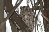 African Scops Owl