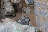 Greyish Eagle-Owl