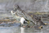 Nile Crocodile