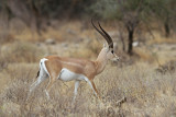 Grants Gazelle