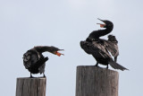 Neotropic Cormorants