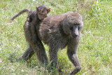 Olive Baboon