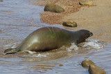 Hawaiian Monk Seal going after its pup