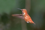 Rufous Hummingbird