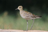 Kolea (Pacific Golden-Plover)