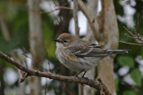 Yellow-rumped Warbler