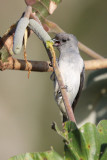 Plain-colored Tanager