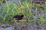 Wattled Jacana