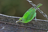 Green Honeycreeper