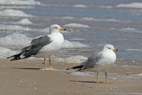 Lesser Black-backed Gull and Ring-billed Gull