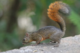 Red-tailed Squirrel