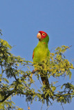 Red-masked Parakeet