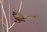 Song Sparrow (UT)