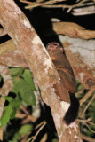 Panamanian (Western) Night Monkey