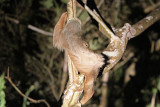 Hoffmanns Two-toed Sloth