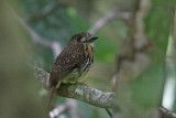 White-whiskered Puffbird