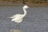 Reddish Egret (White Morph)