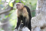 White-faced Capuchin