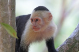 White-faced Capuchin Monkeys