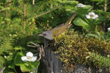 Mourning Warbler