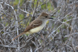 Galapagos (Large-billed) Flycatcher