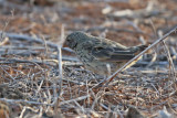 Small Ground-Finch